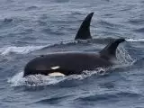 Orche tipo D filmate per la prima volta